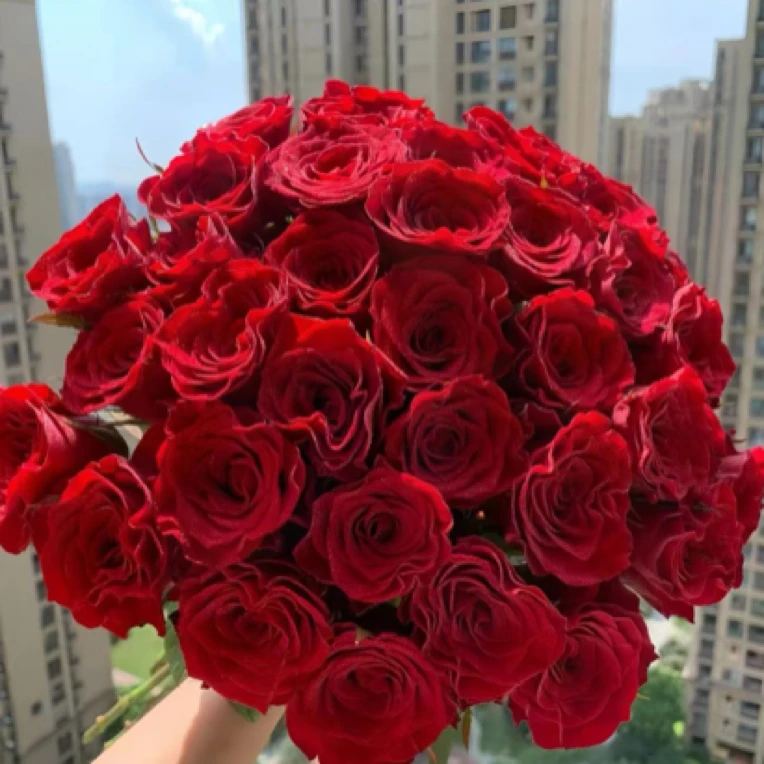 【高原红玫瑰】鲜花云南基地直发红色玫瑰花鲜花家用水养真花