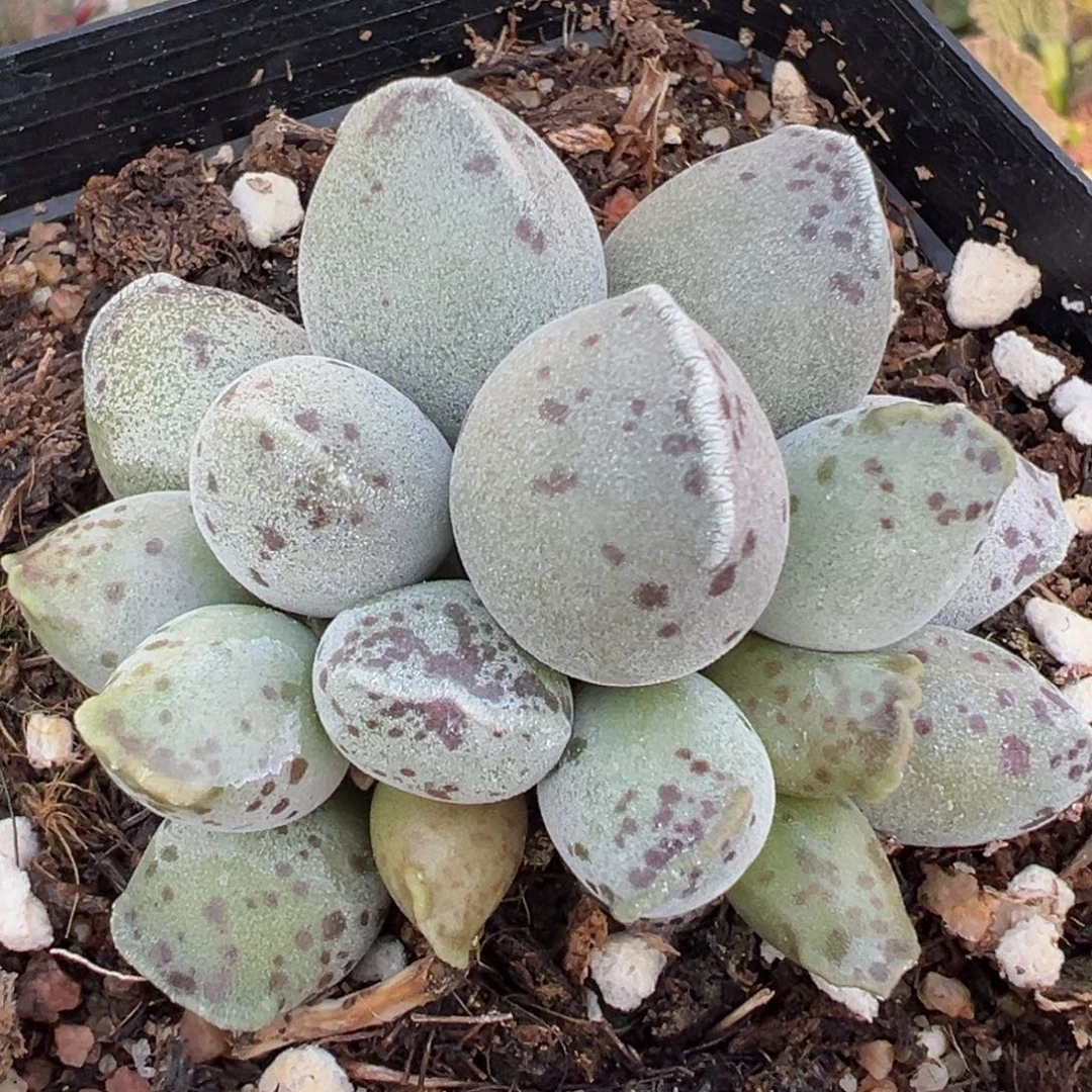 丸叶海豹十方盆多肉植物