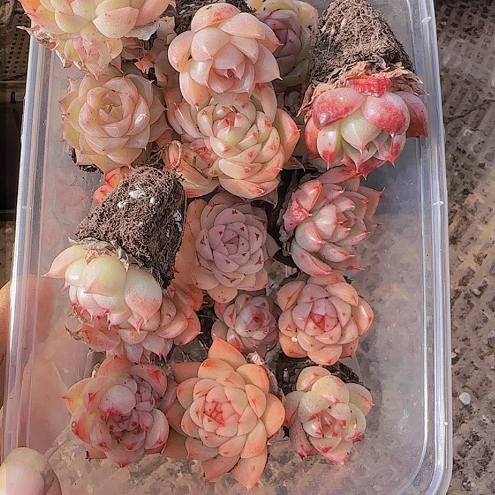 花时光精品多肉23