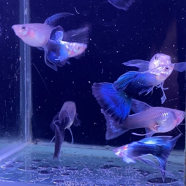 孔雀鱼蓝礼服大c4对