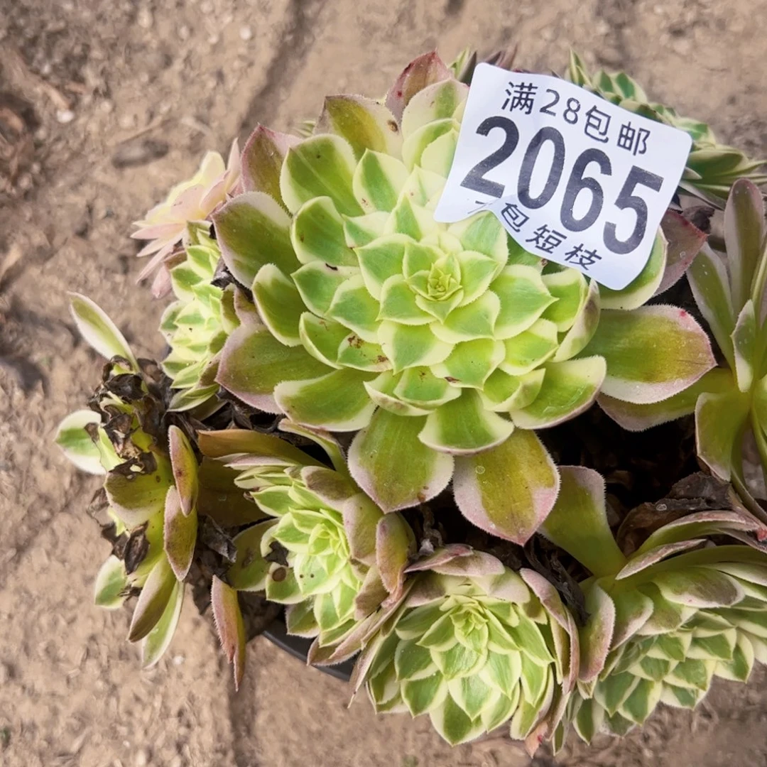 海王多肉植物2065法师