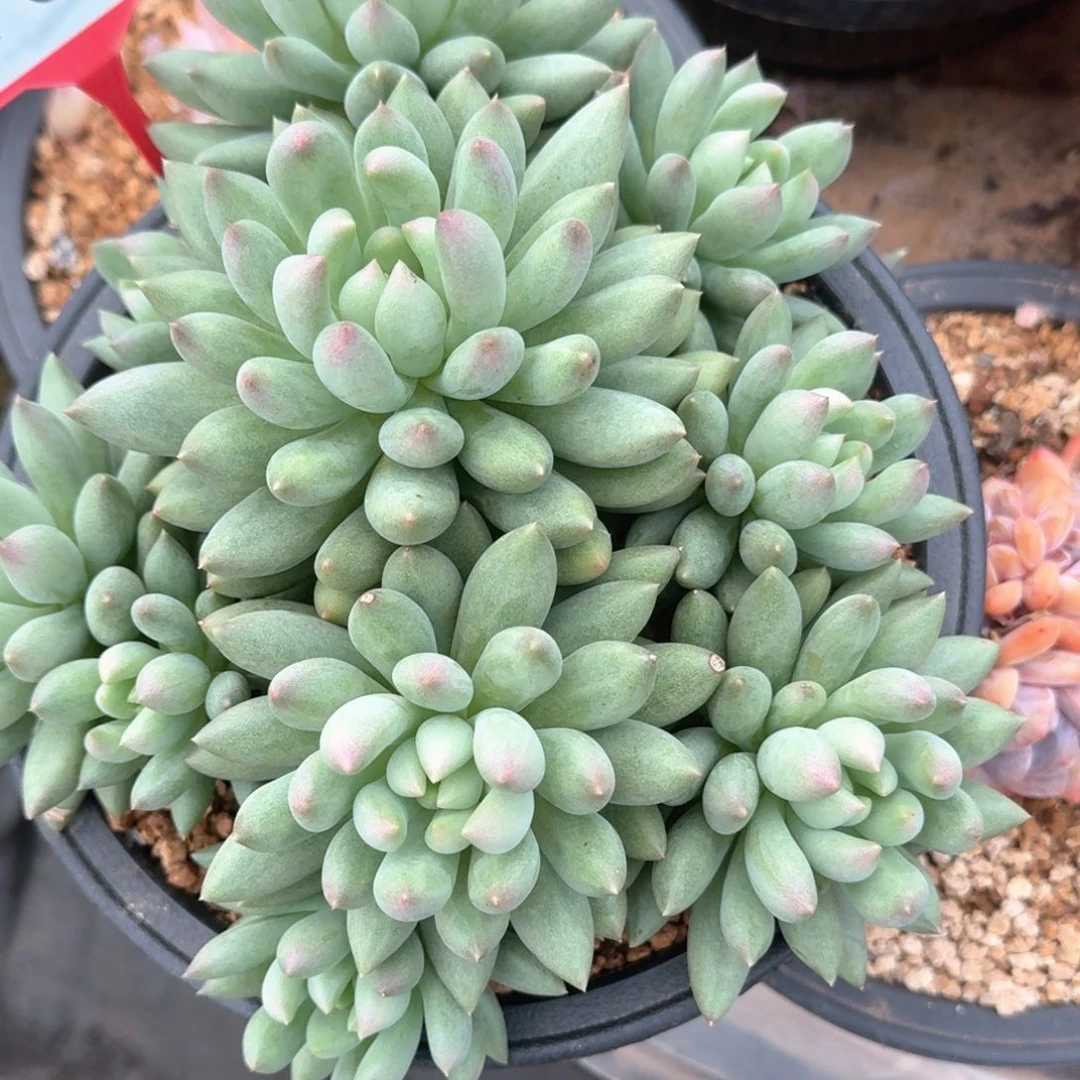 岩子多肉植物704.