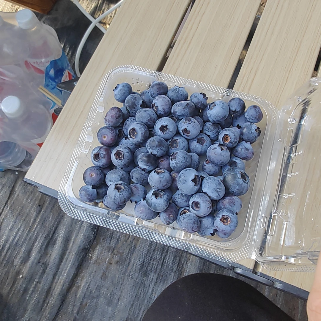 白城本地雪地蓝莓 发四盒  果经13-18mm+ 重量500克  吉林省白城市花香L25蓝莓吉林省白城市