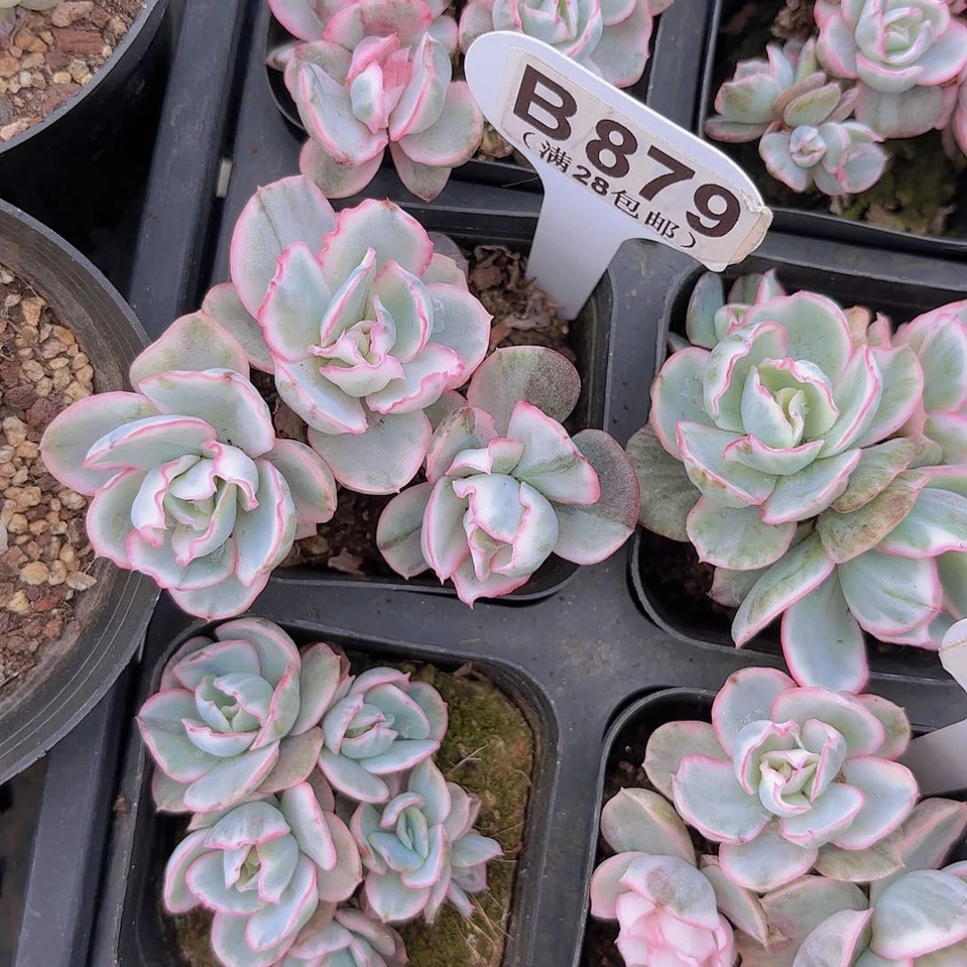 B879伯克利锦一物一拍