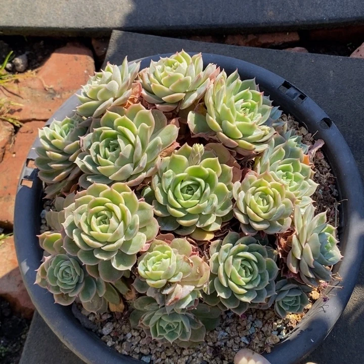 昂斯洛无砍老桩群1号