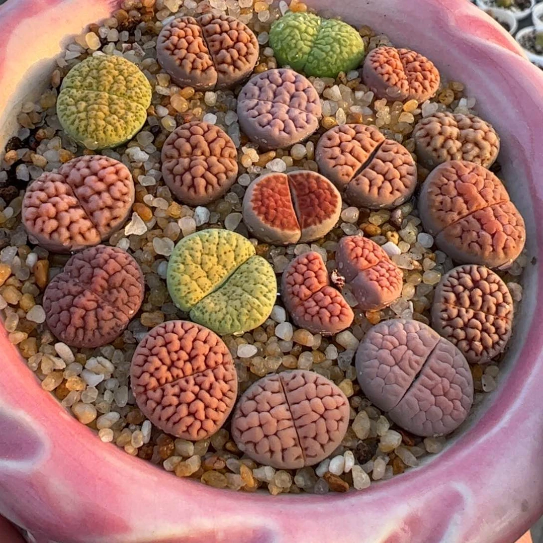 脑纹组合多肉植物百科，