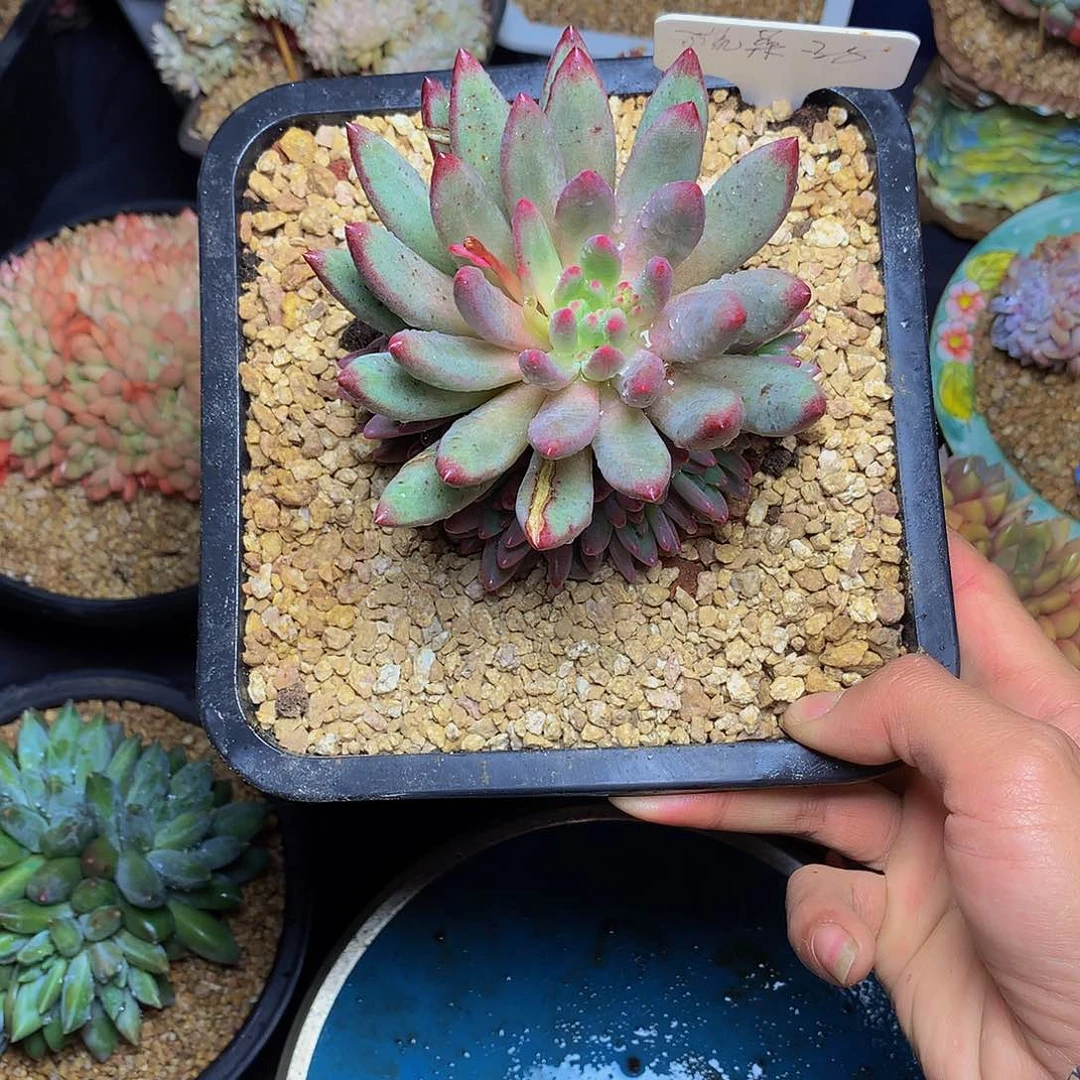 蔬**子哈哈哈哈哈哈哈哈