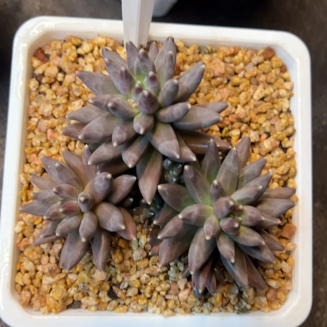 幺***子15（c c v b b b b