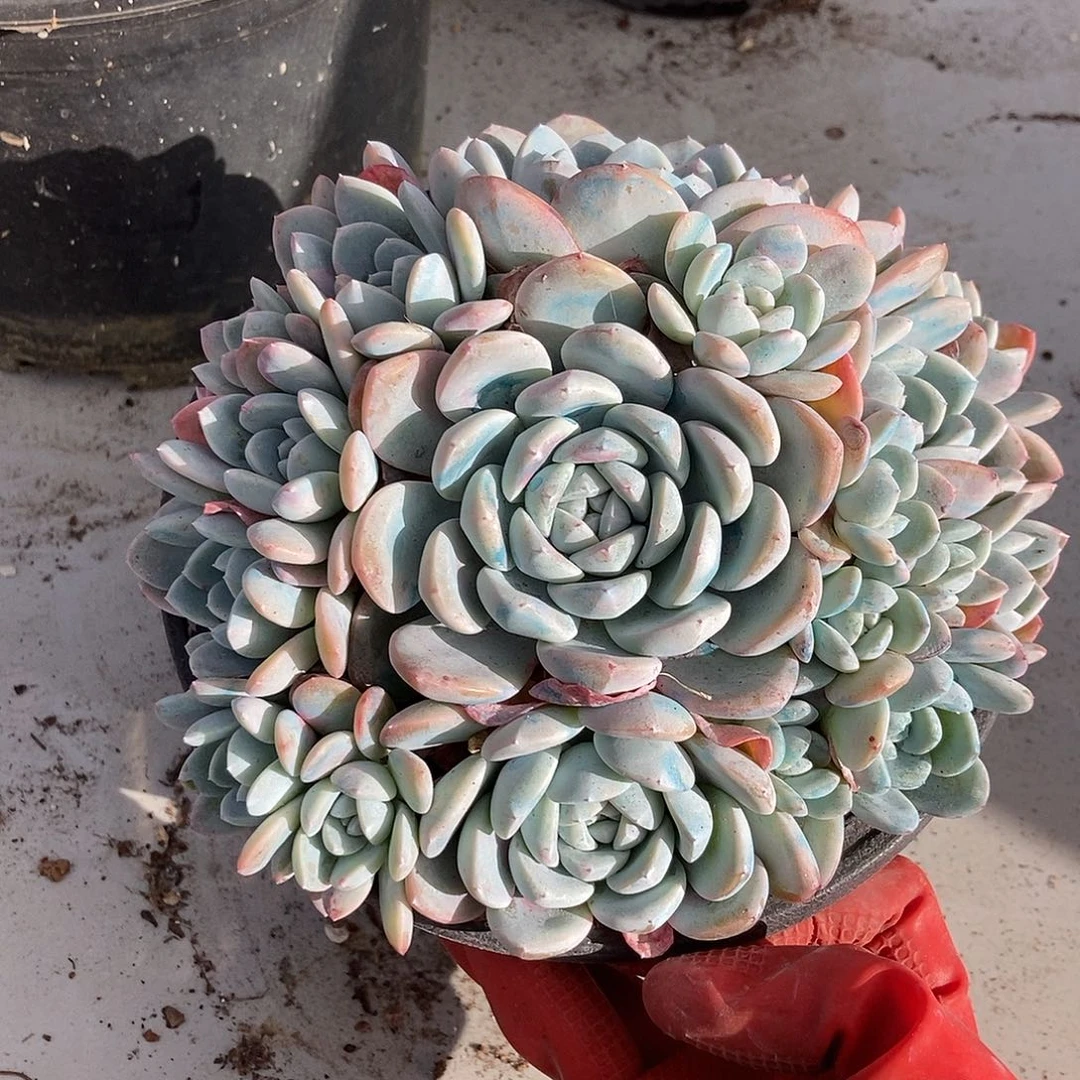 400 一物一拍不退不换