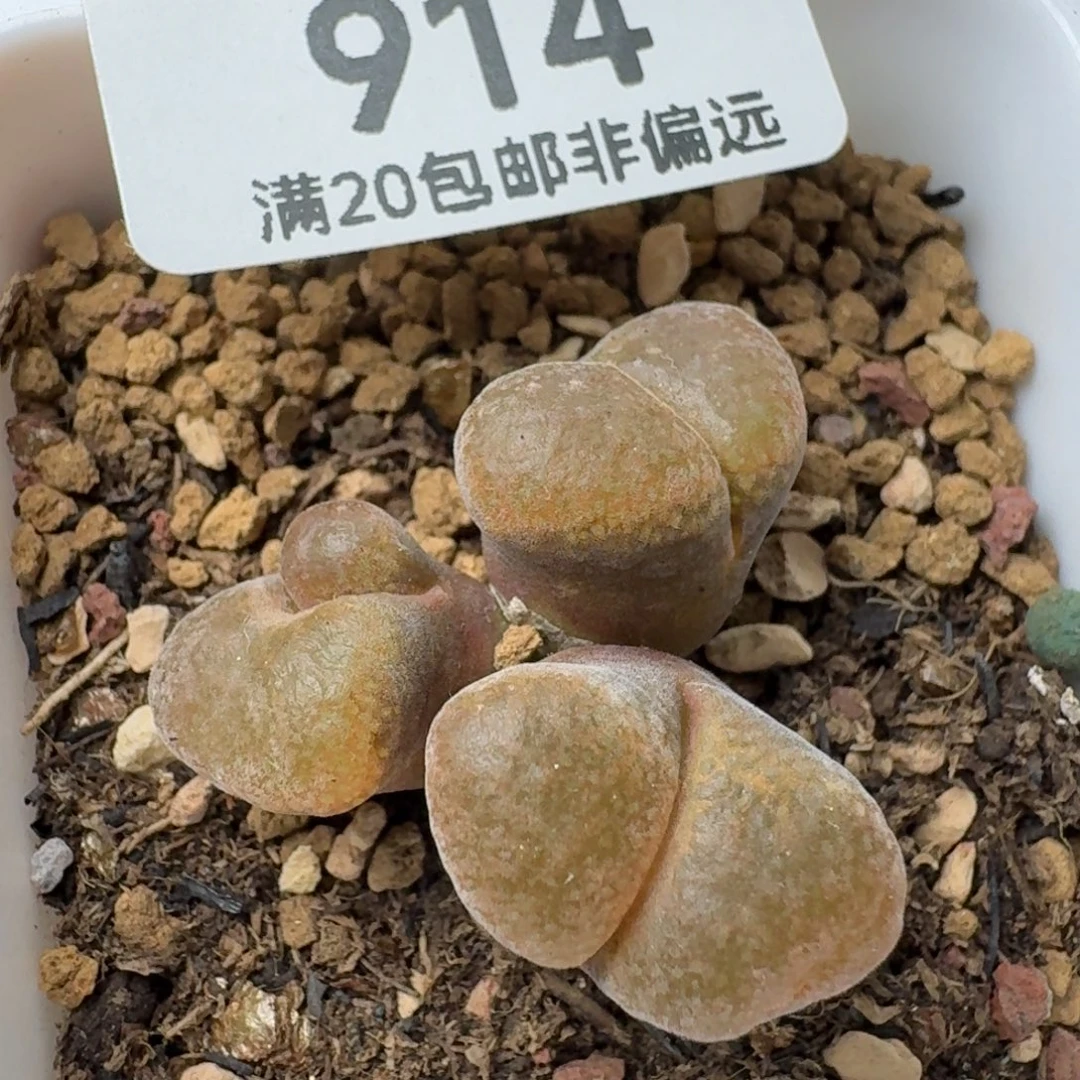 1807.8带盆土蛋糕