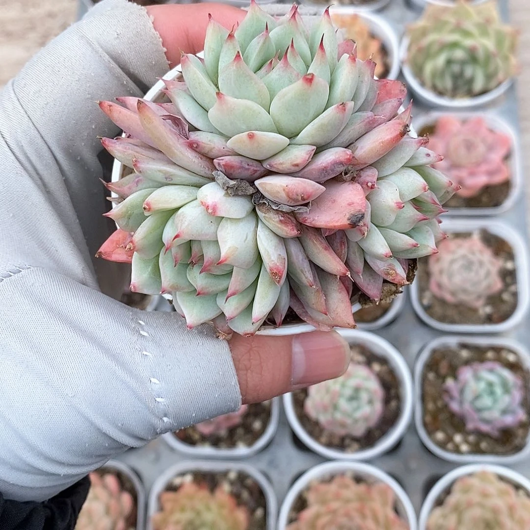 多肉植物9.9包邮5042