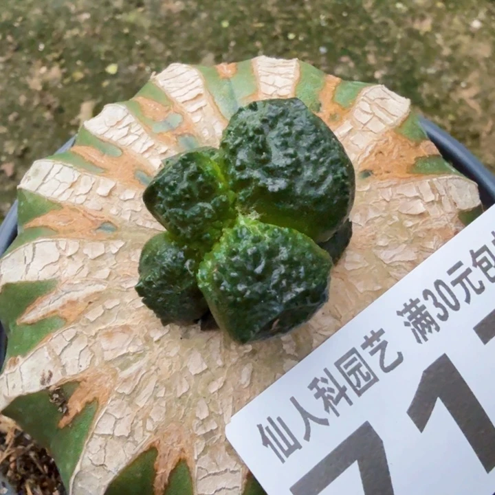 j***3无花朵717荔枝大尤哥斯拉牡丹东三