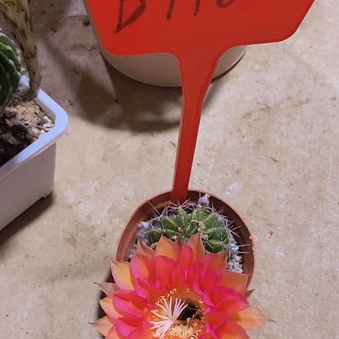 小*仙人掌彩草5 cm左右B416