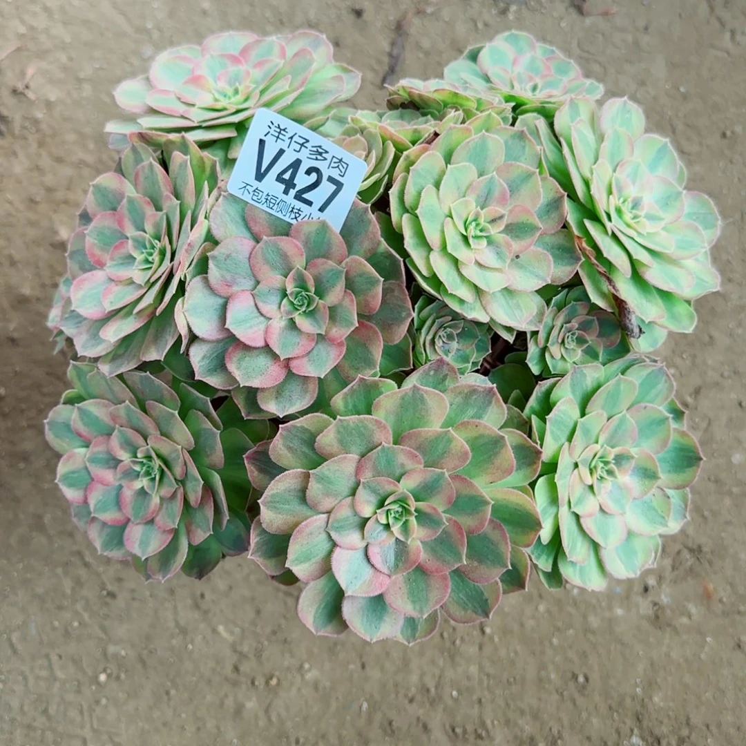 雨荷发师427冠幅25