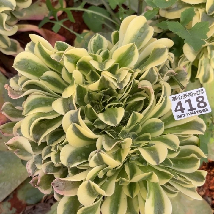 418绿豆沙缀化掌心多肉法师锦