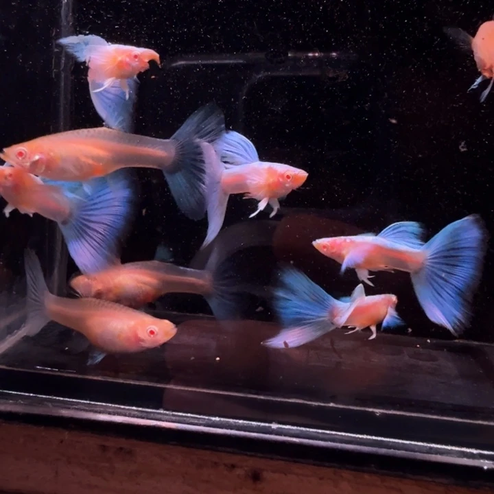 大***店孔雀鱼蓝色飞船五对