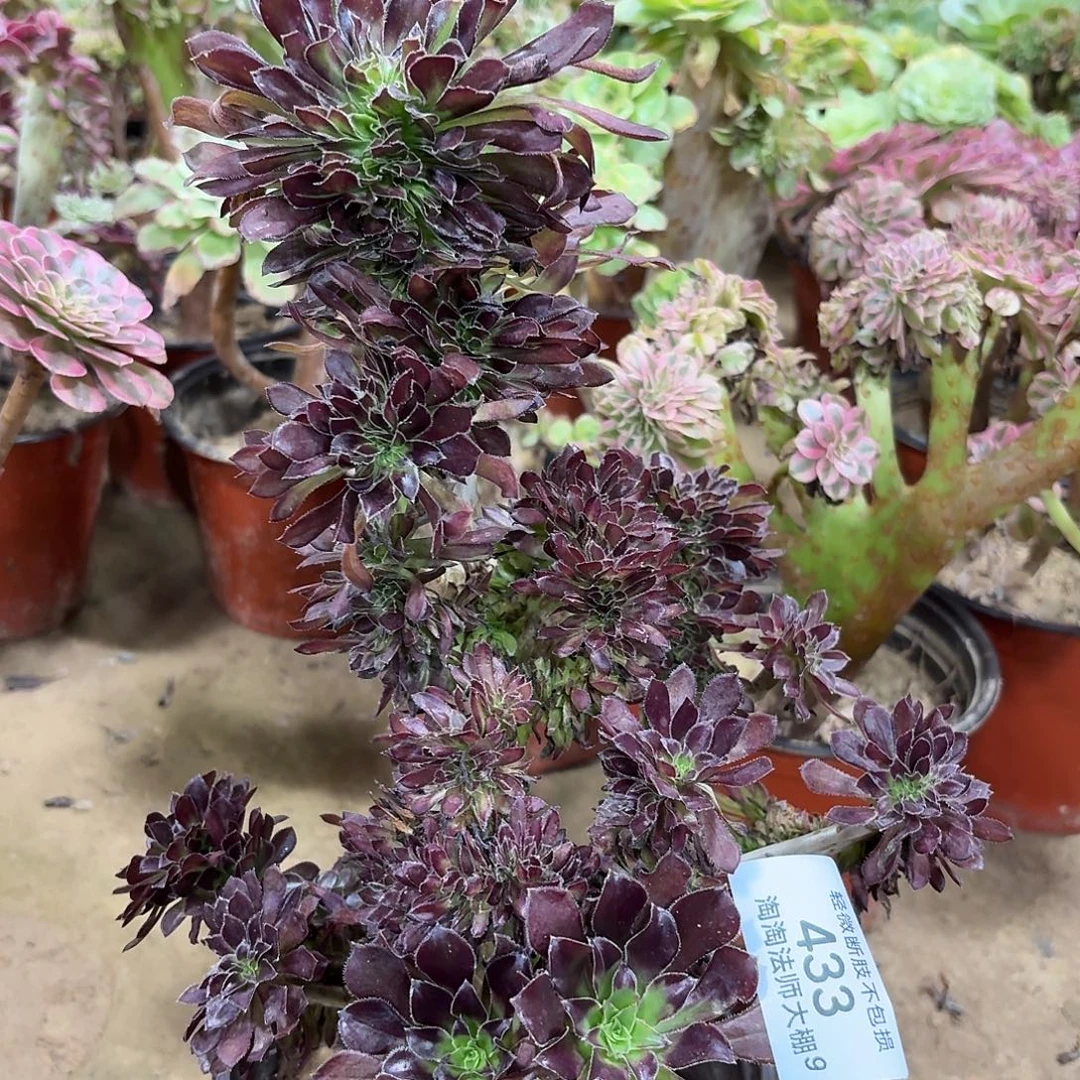 433黑法师多肉植物法师