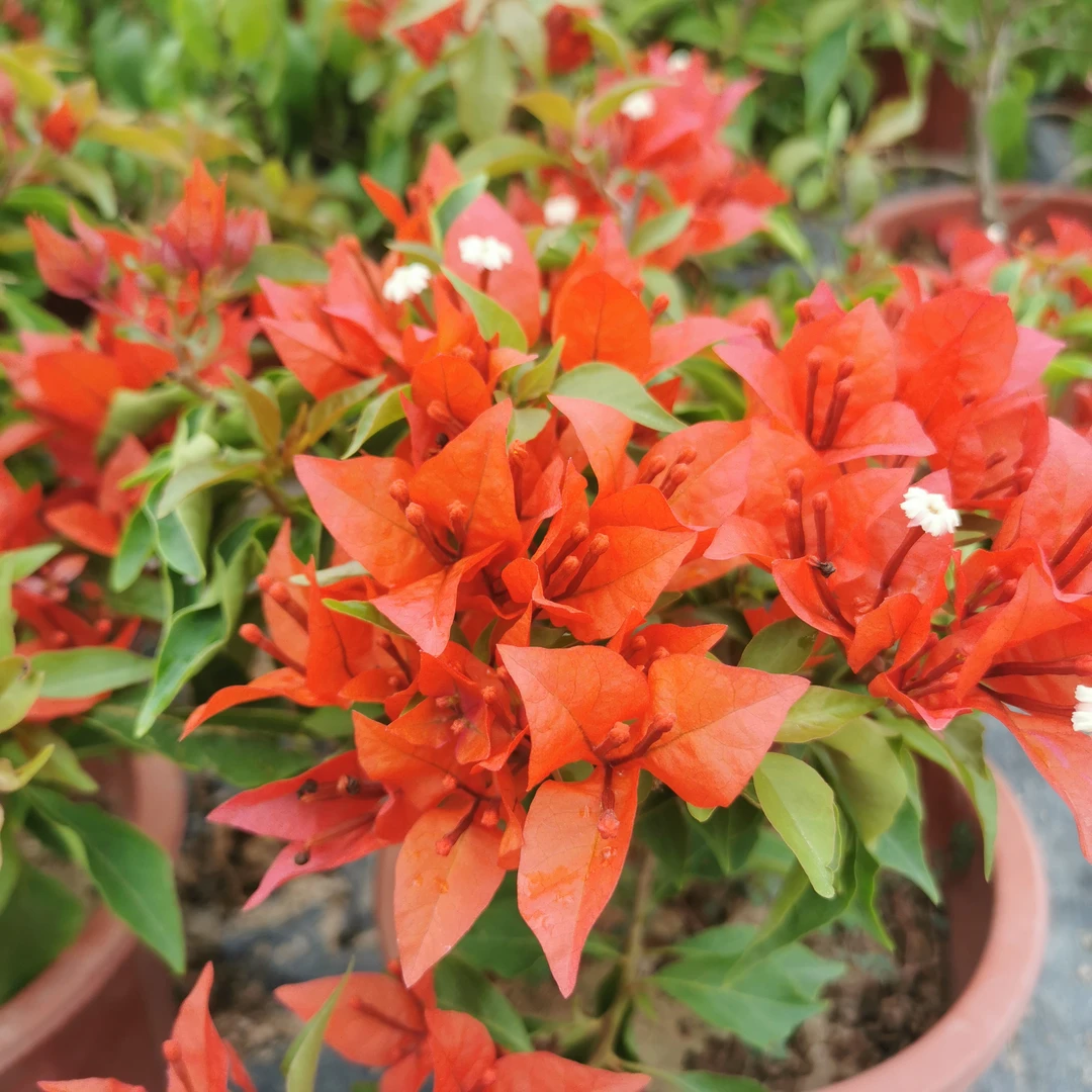 【热火桑巴】三角梅四季勤花