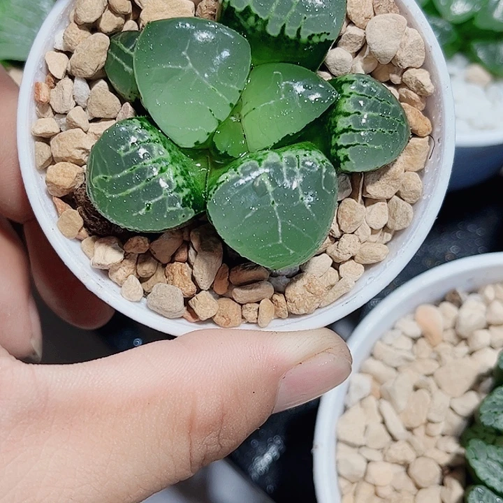 冰魄女王新手好养