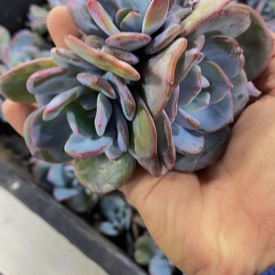82-精品母本老桩奶茶群一个 福利