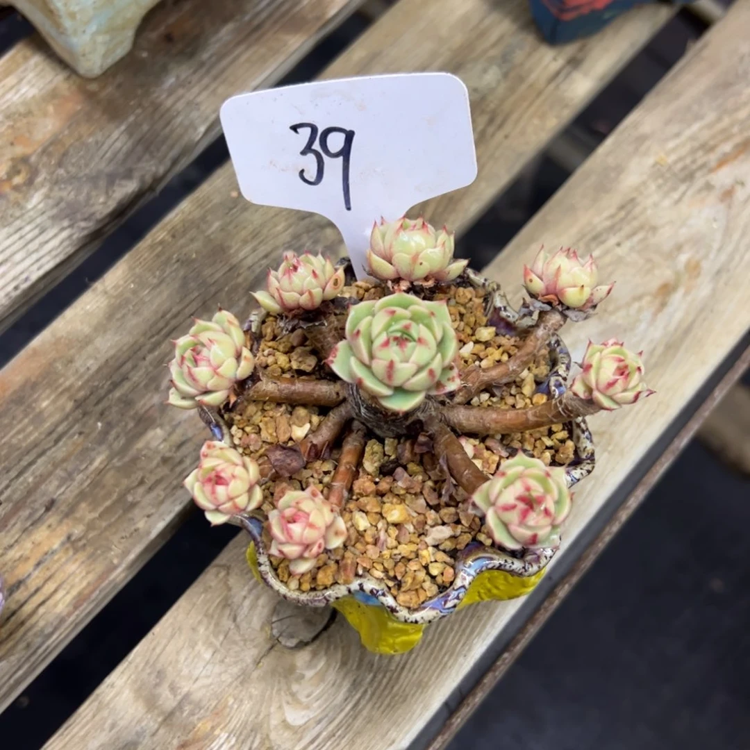 糖***呀39笨吧18 零零多肉植物
