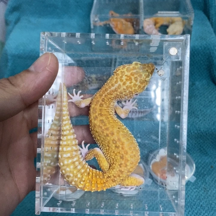 豹纹守宫红眼暴龙成体