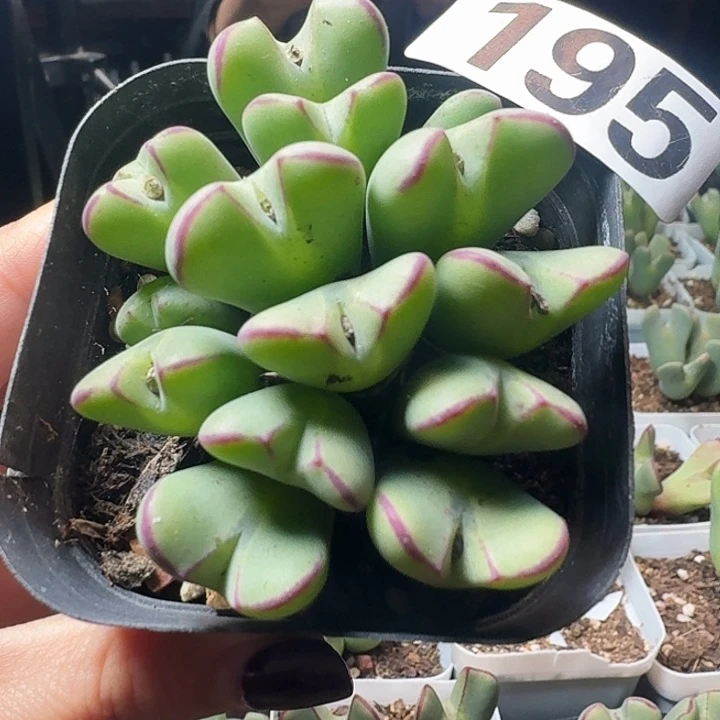 15头少将一物一拍多肉195