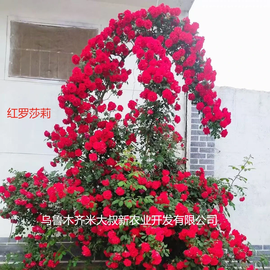 俄罗斯抗寒月季三季开花零下30摄氏度能过冬红罗莎莉