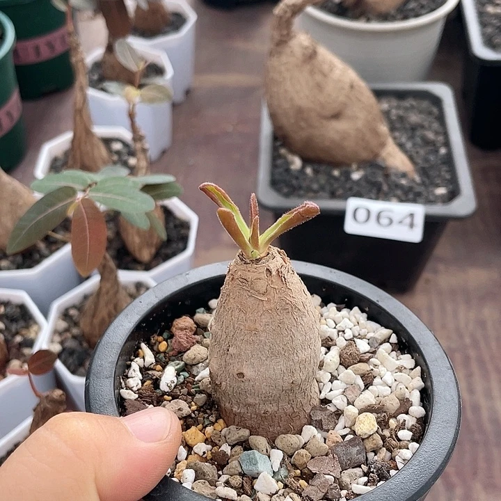 075产地土拨鼠大戟块根