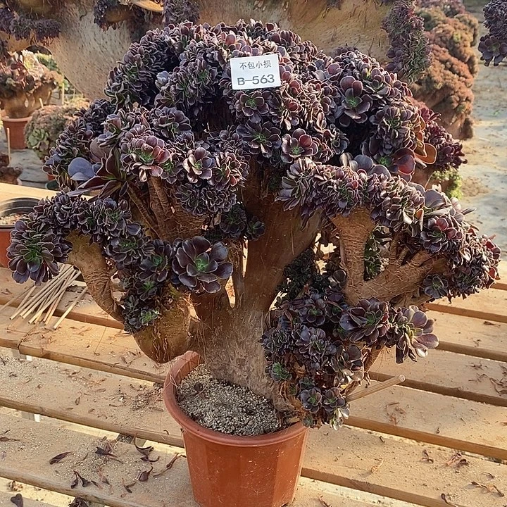 563 欧紫缀宽44公分带裂断枝