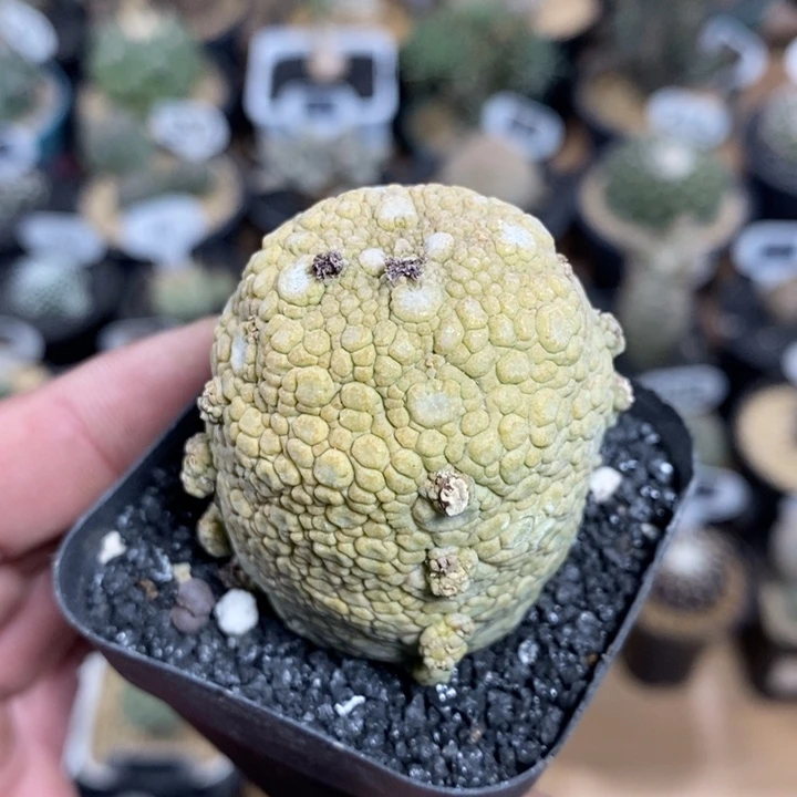 实生凝蹄玉186号4cm