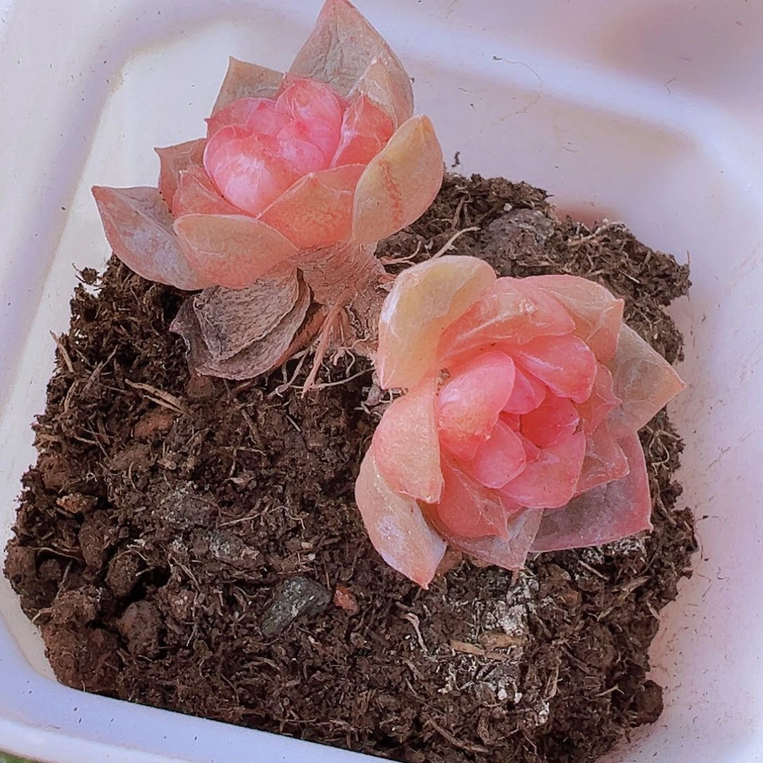 双头老桩糖心19包邮