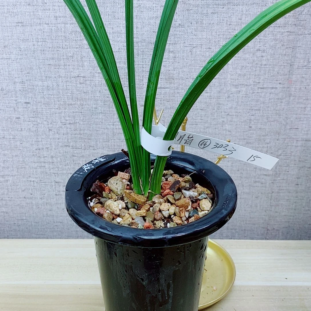 当前无花栽培后可以开花圆