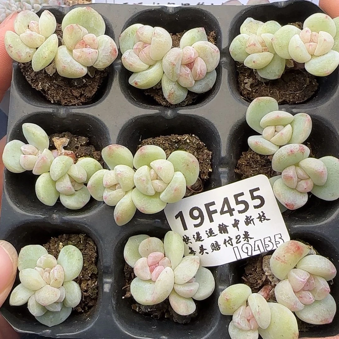 455不保整冰玉石化【满29包邮非偏远】