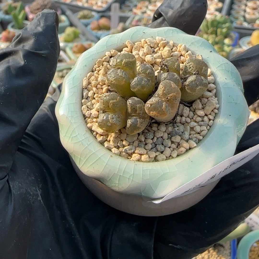 4326--一物一拍 带盆