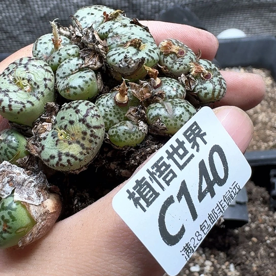 多肉W的人生的润泽fvb