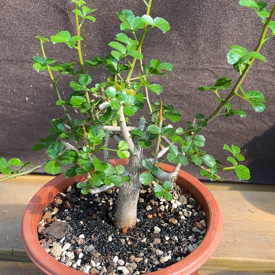 潮流植物 好望角橄榄