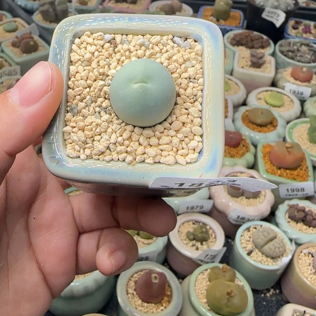 1823--一物一拍 带盆