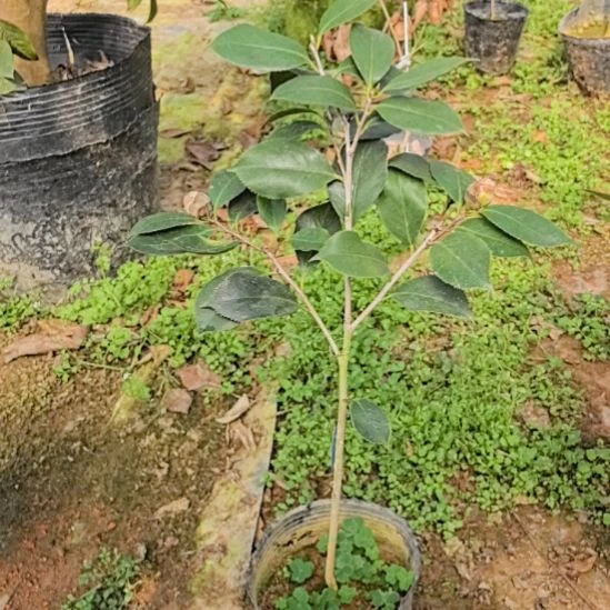 完全开放赛牡丹茶花