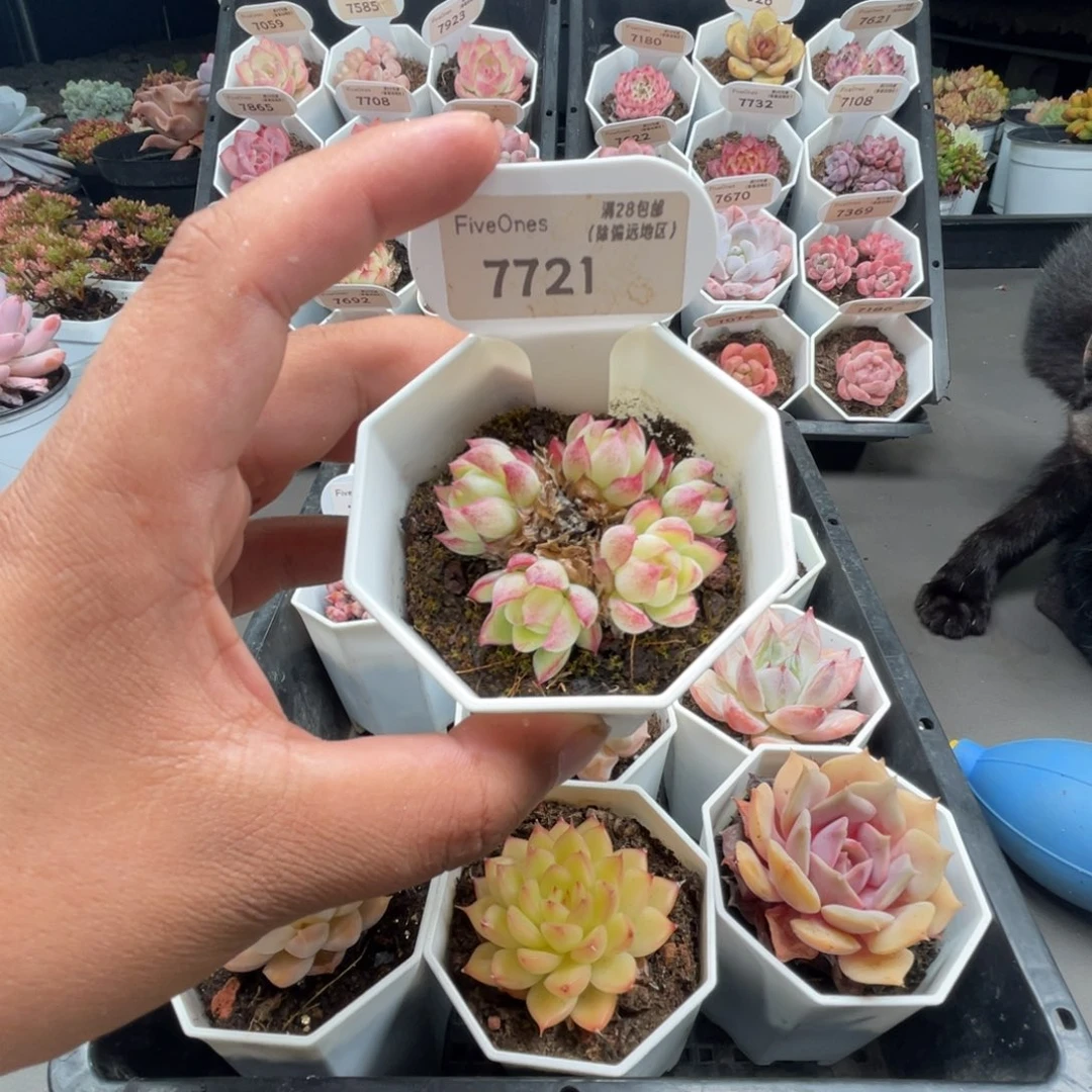 7721女王麦4.5厘米