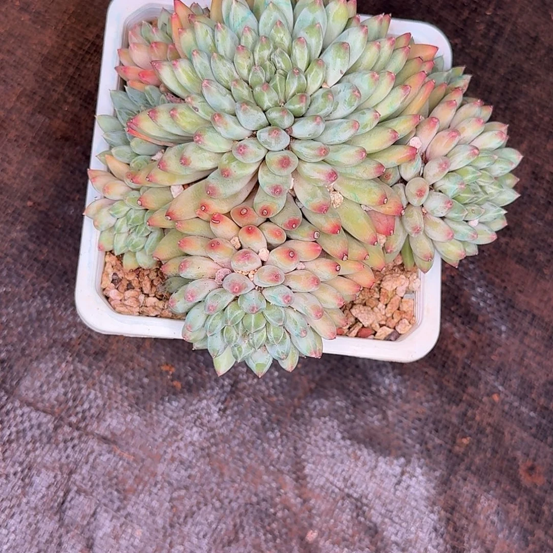 娇***娇多肉植物寄养多肉