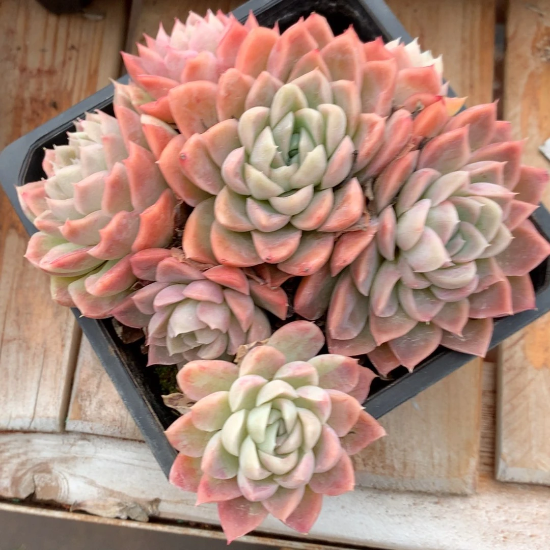 551杂交多肉植物14冠