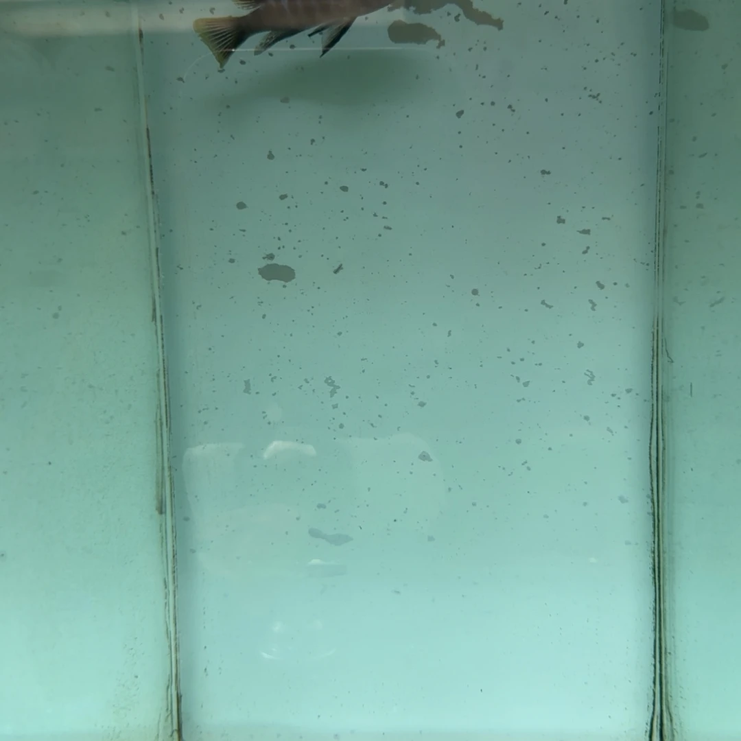 慈鲷660号野生恩哈塔阿夫拉