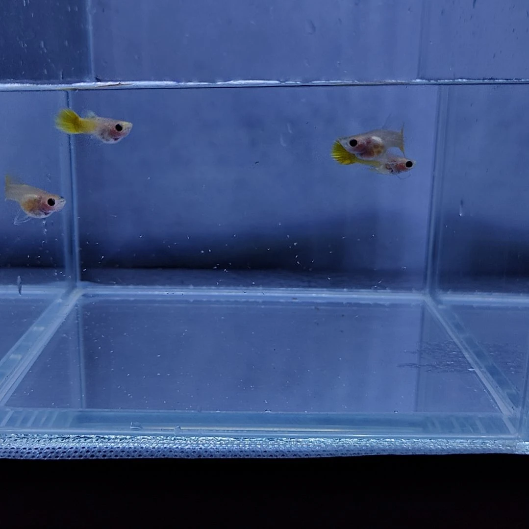 孔雀鱼黄金玻璃猫孔雀鱼