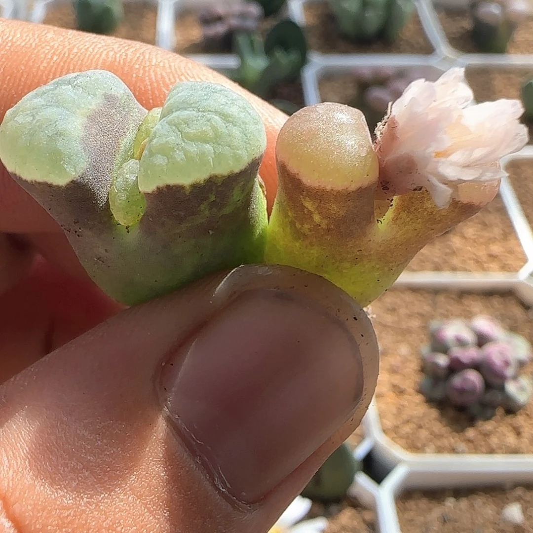 好看的磁铁。  54112
