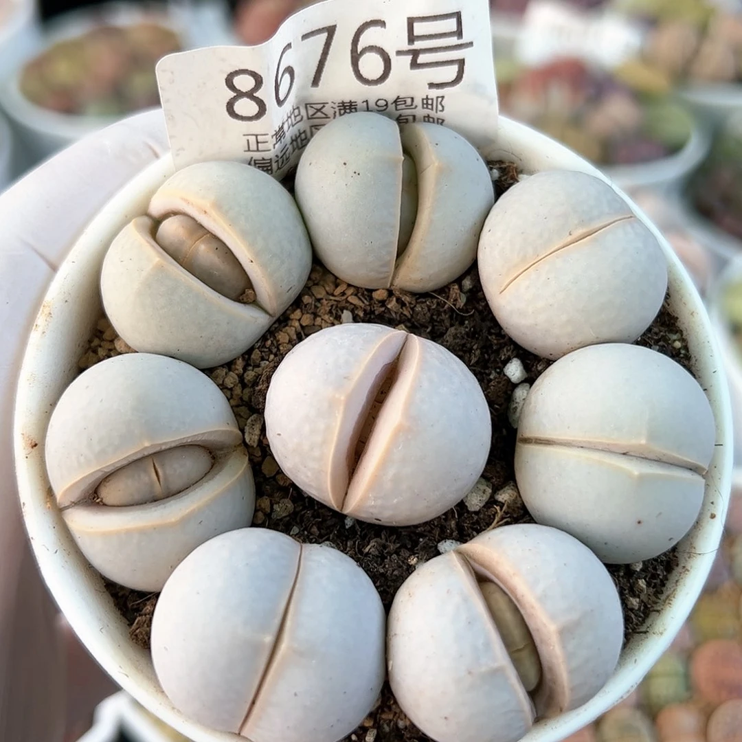 好养易活生石花大母本8676