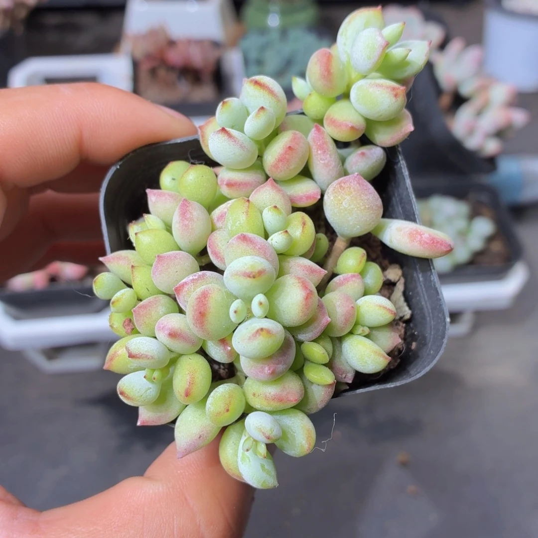 达摩福娘多肉9.9包邮发货