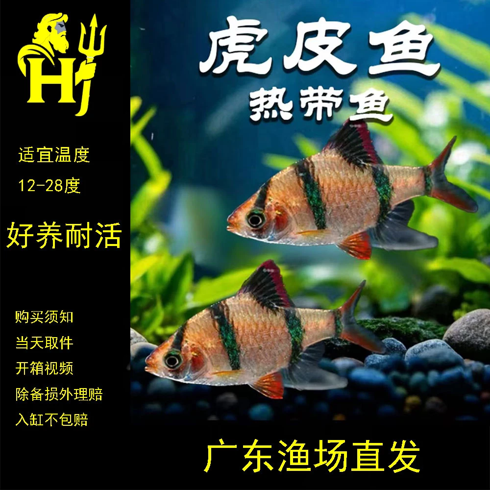【虎皮天使混拍链接】天使鱼虎鱼淡水观赏鱼热带观赏鱼新手好养耐活