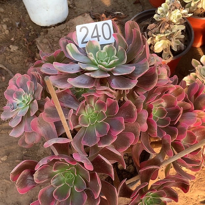 无花朵240男神多肉葡萄