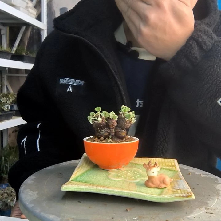 ?***卢小盆景小植物一物一拍166